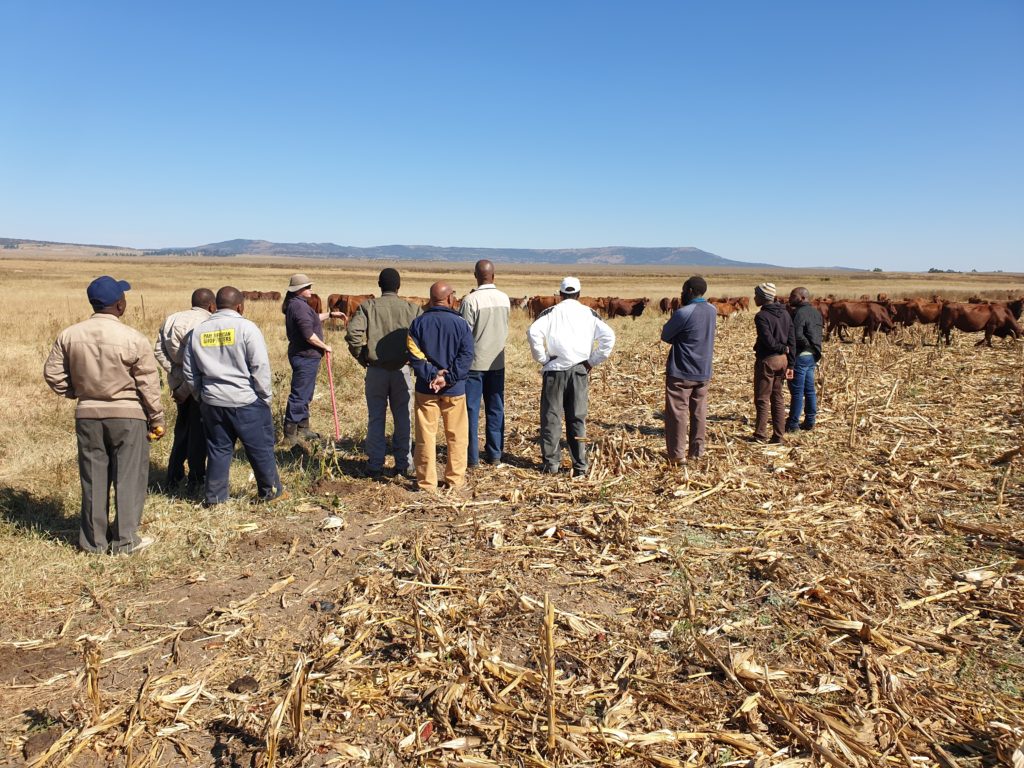 Farmer to farmer training is important in every part of the world. Beef producers who are part of the USAID Cooperative Development Program in South Africa gathered to learn about different beef systems.