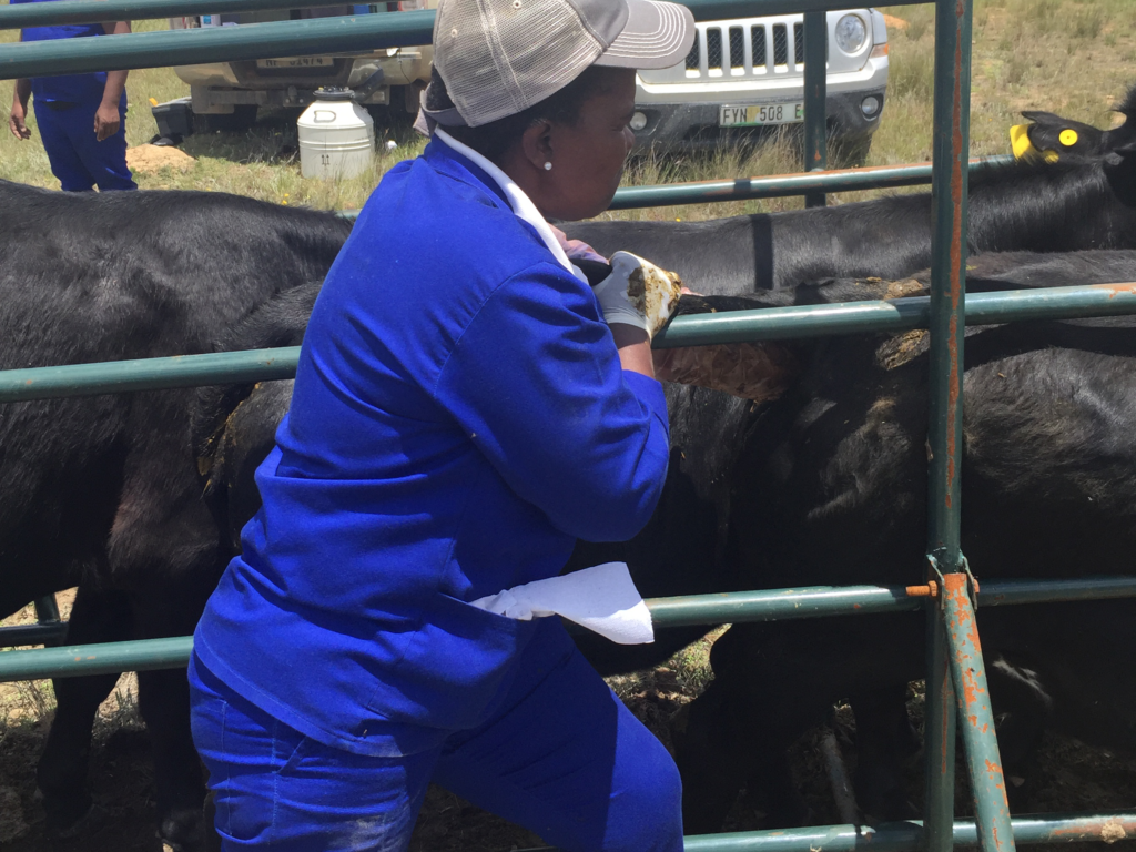 Artificial Insemination training at Ikhephu Cooperative which is part of the USAID Cooperative Development Program in South Africa.